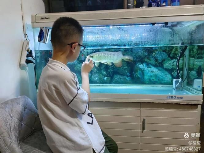如何保持金頭龍魚的新鮮度