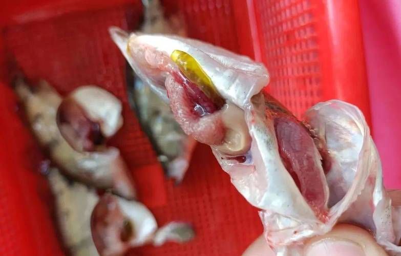 如何預防魚類腹水，arxiv論文助手arxiv論文助手arxiv論文助手