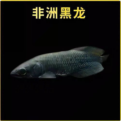 黑龍魚的價格是多少？，黑龍魚價格區間極大：黑龍魚價格區間極大，要不要我幫你整理一份