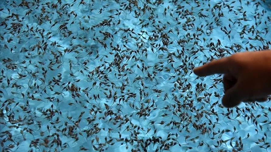 鱘龍魚的繁殖過程是怎樣的？，鱘龍魚的繁殖過程