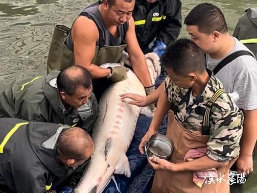 鱘龍魚的繁殖過程是怎樣的？，鱘龍魚的繁殖過程
