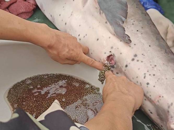 鱘龍魚的繁殖過程是怎樣的？，鱘龍魚的繁殖過程