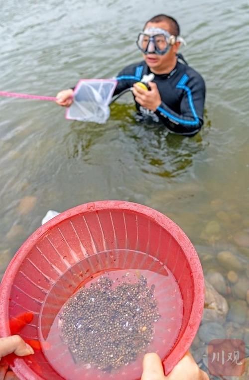 鱘龍魚的繁殖過程是怎樣的？，鱘龍魚的繁殖過程