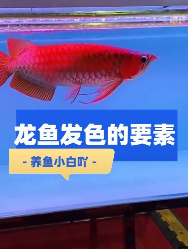 龍魚的發色技巧有哪些？，龍魚的發色技巧
