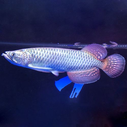 有哪些品種的龍魚小苗比較便宜？，新手養龍魚的避坑指南，星點龍魚苗的飼養方法是什么
