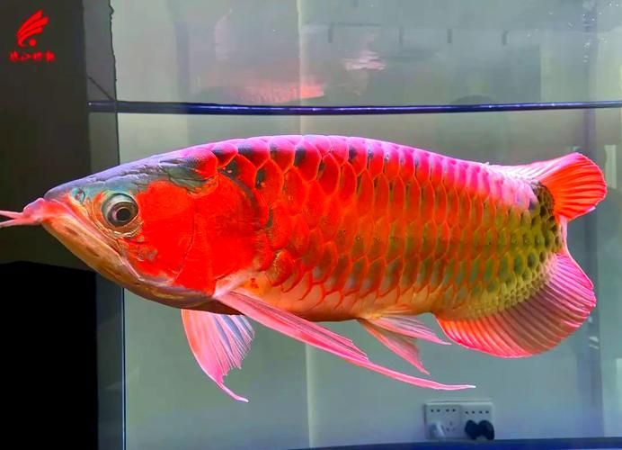 雙橋龍魚有哪些知名產地,佛山里水雙橋龍魚
