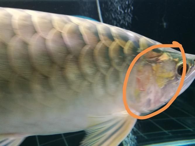 能否提供龍魚傷口感染的圖片,如何判斷龍魚傷口感染是否嚴重