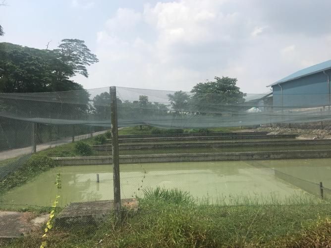 冠軍血統金龍魚有哪些著名漁場，冠軍血統金龍魚的著名漁場