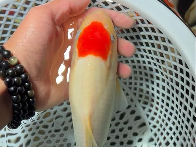 丹頂錦鯉的飼養方法，丹頂錦鯉的飼養方法詳解（丹頂錦鯉飼養方法詳解）