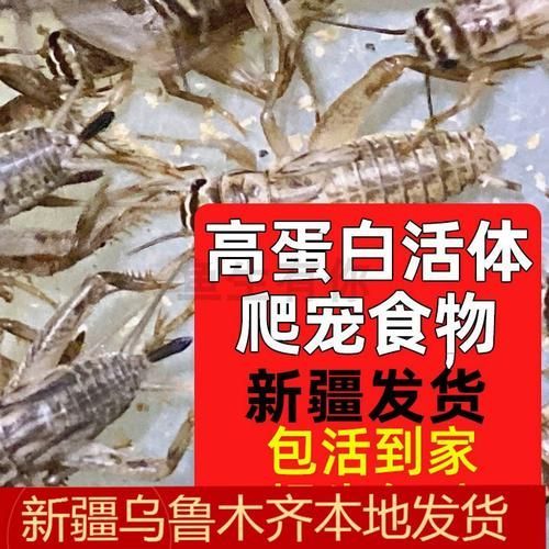 有哪些適合龍魚的餌料可以替代面包蟲？，如何選擇適合自己的龍魚餌料