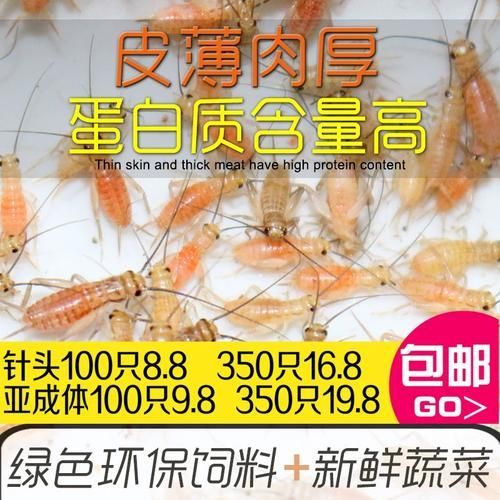 有哪些適合龍魚的餌料可以替代面包蟲？，如何選擇適合自己的龍魚餌料