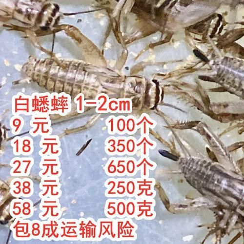 有哪些適合龍魚的餌料可以替代面包蟲？，如何選擇適合自己的龍魚餌料