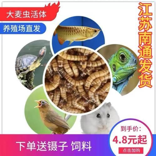 有哪些適合龍魚的餌料可以替代面包蟲？，如何選擇適合自己的龍魚餌料