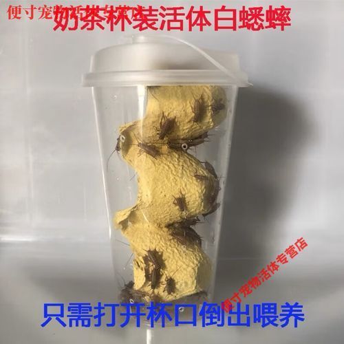 有哪些適合龍魚的餌料可以替代面包蟲？，如何選擇適合自己的龍魚餌料