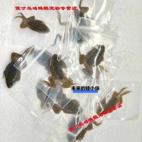 有哪些餌料適合雷龍魚