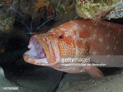 給我更多龍魚嘴巴的圖片,關于龍魚嘴巴的詳細解析