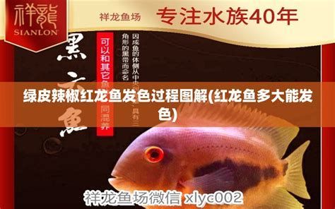 詳解(1000字和配圖)如何判斷紅龍魚(yú)是否需要增色?,判斷紅龍魚(yú)是否需要增色的科學(xué)方法
