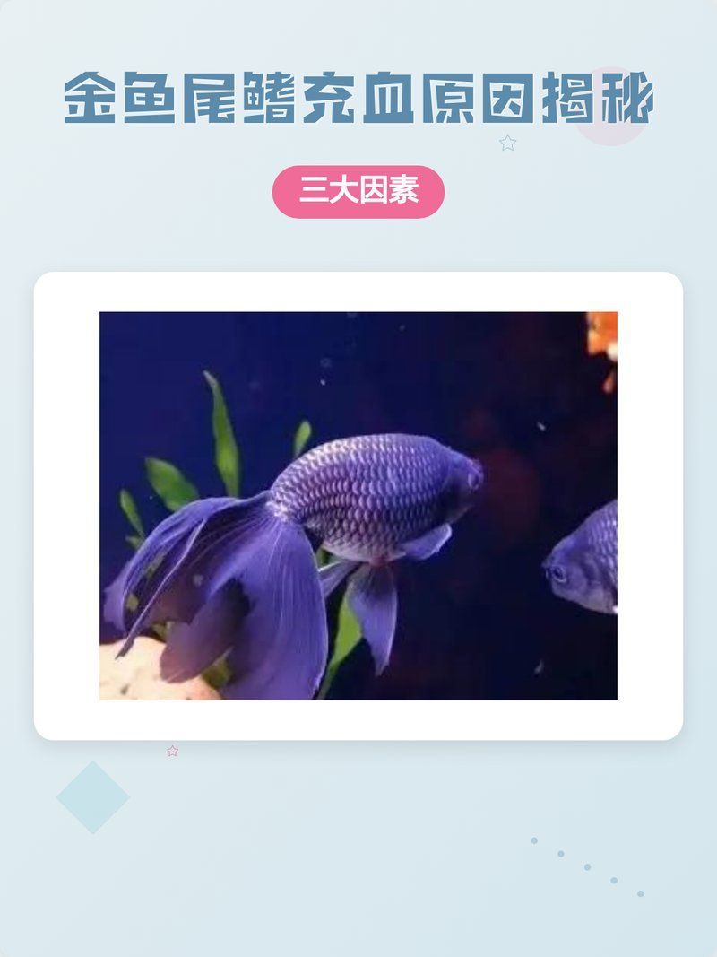 魚鰭充血后應該如何治療，魚鰭充血后如何治療