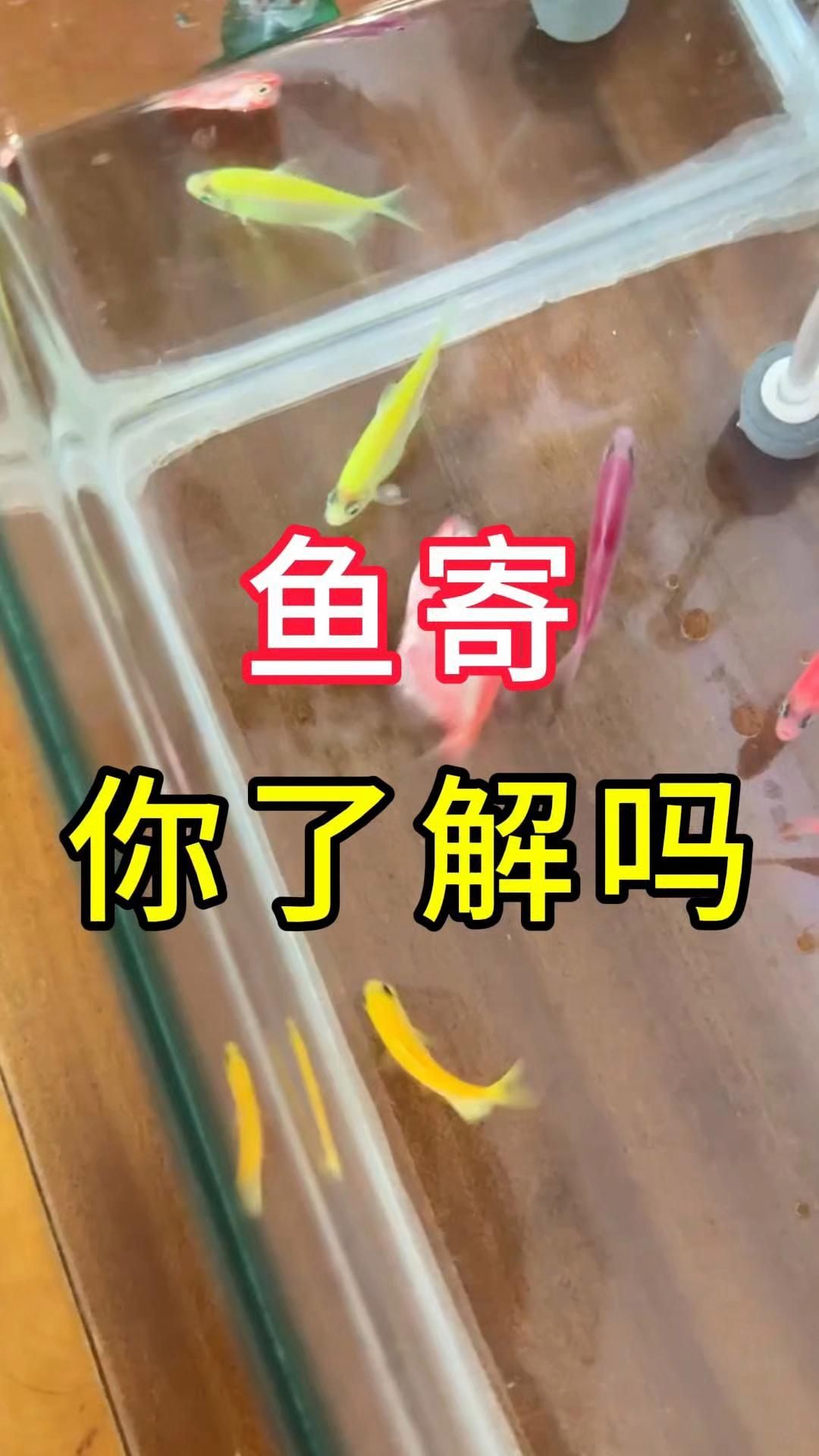 哪些魚類寄生蟲對人體有害，哪些魚類寄生蟲對人體有害食用淡水魚或處理不當的海魚