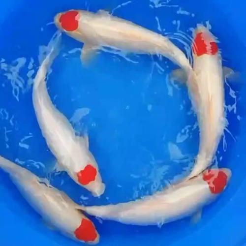 丹頂錦鯉的價格是多少？，丹頂錦鯉價格是多少