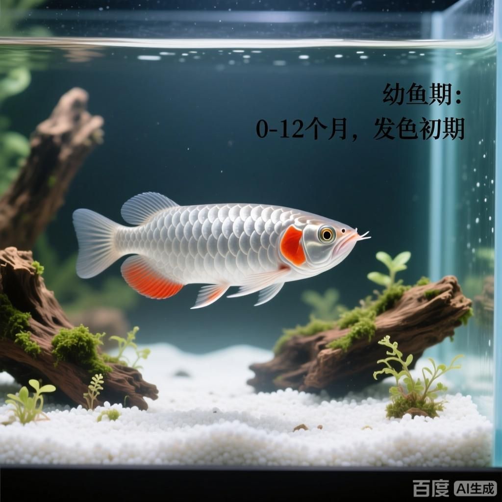 龍魚發(fā)色周期是多久，龍魚發(fā)色周期通常為2-3個(gè)月但具體時(shí)間可能因個(gè)體差異而有所不同