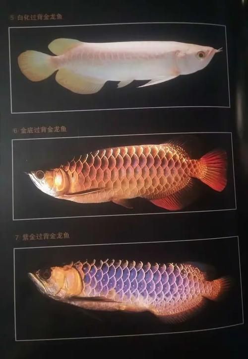 如何判斷龍魚的品種和等級？，如何判斷龍魚的品種和等級，龍魚品種與等級對照表