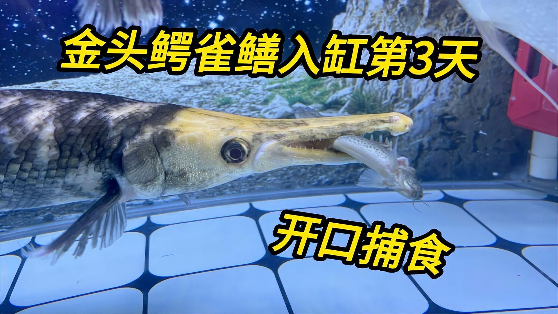 六角恐龍魚需要多大的魚缸？，六角恐龍魚新手飼養指南