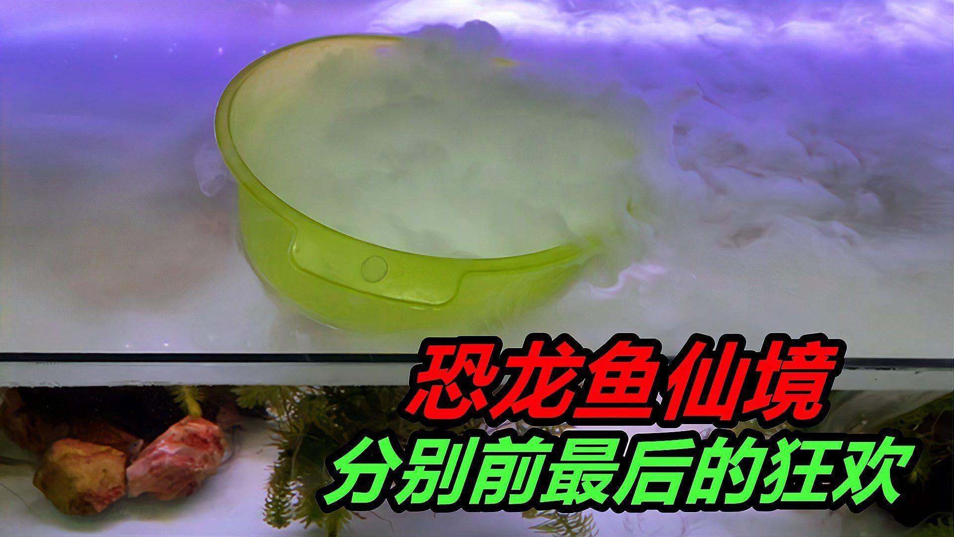 六角恐龍魚需要多大的魚缸？，六角恐龍魚新手飼養指南