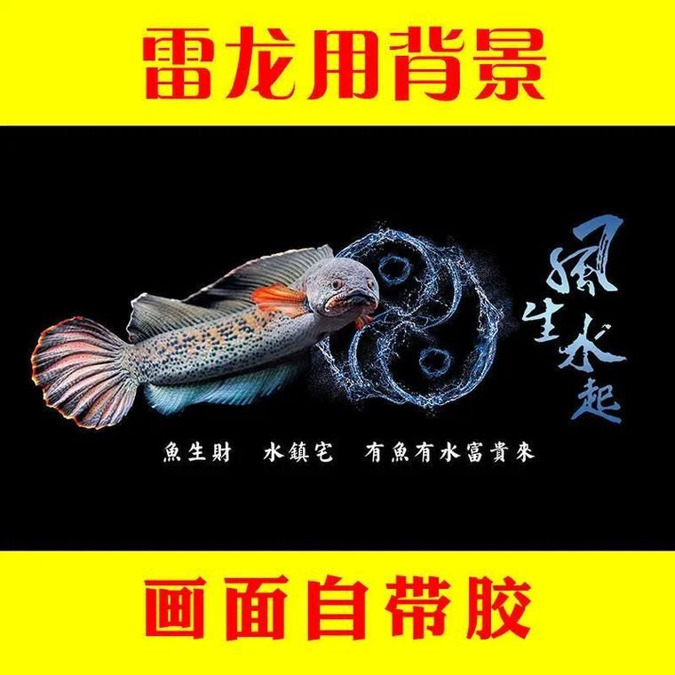 過(guò)背金龍魚(yú)缸背景貼紙推薦，過(guò)背金龍魚(yú)缸背景貼紙推薦調(diào)用工具百度優(yōu)選展開(kāi)