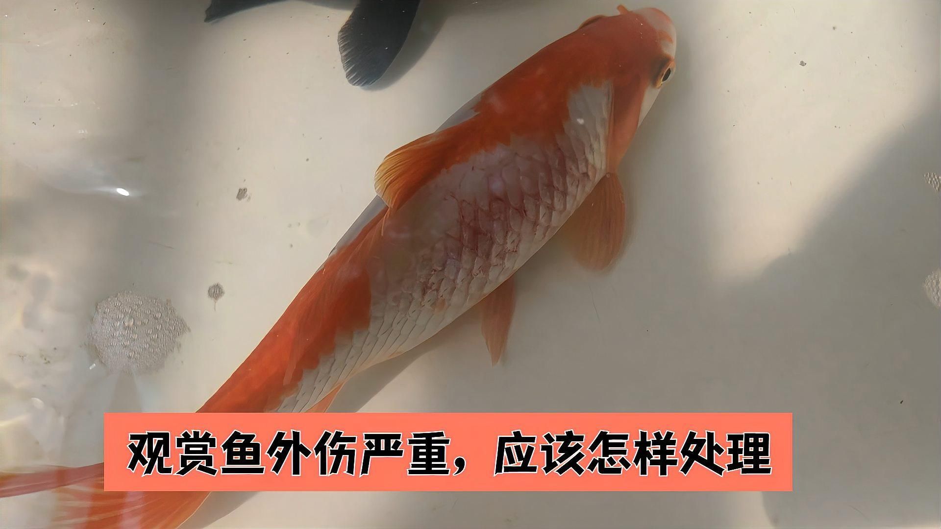 魚爛尾爛鰭最簡單三個原因，魚爛尾爛鰭怎么辦