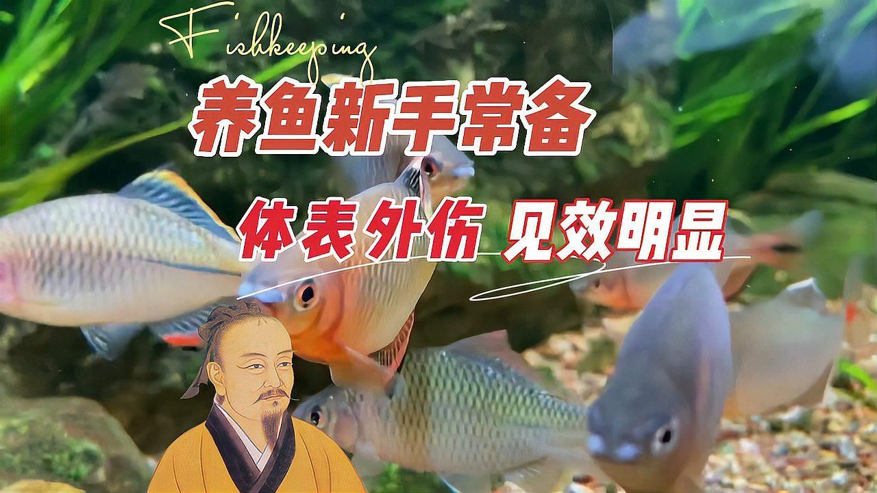 魚爛尾爛鰭最簡單三個原因，魚爛尾爛鰭怎么辦