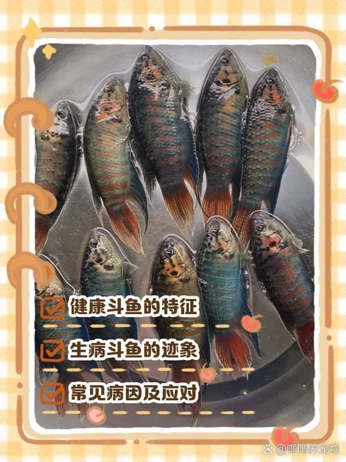 如何預(yù)防魚被細菌感染，如何科學(xué)預(yù)防魚類細菌感染