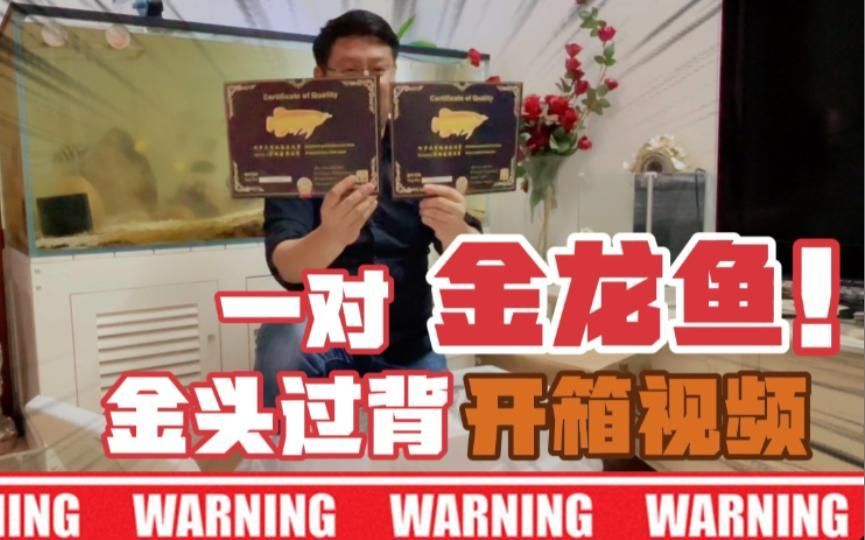 2024年金頭過背金龍魚市場(chǎng)趨勢(shì)，2024年金頭過背金龍魚市場(chǎng)趨勢(shì)分析