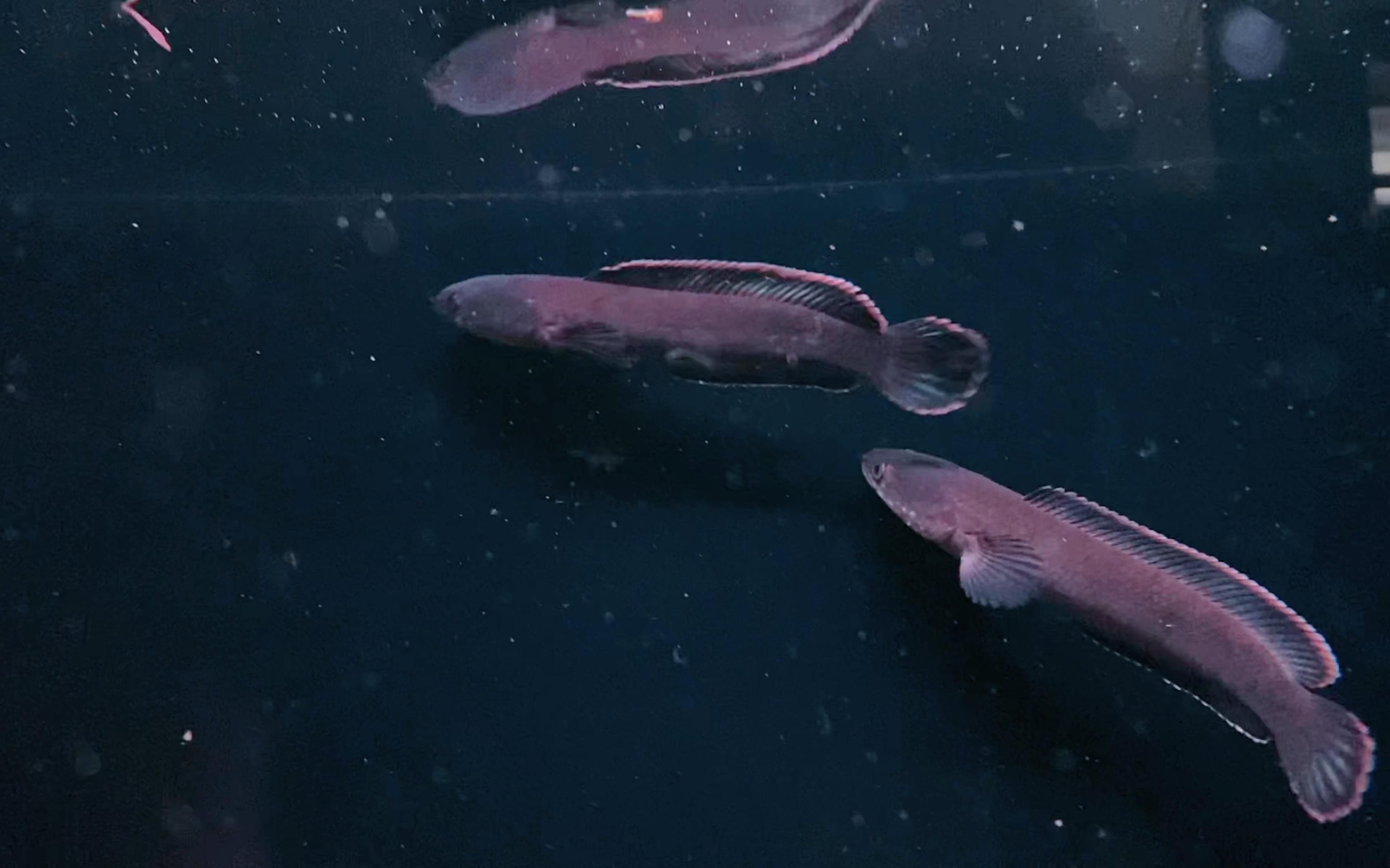 如何區(qū)分不同品種的龍魚公母？，如何區(qū)分不同品種龍魚的公母？