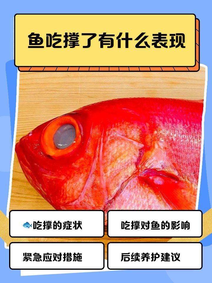 如何判斷龍魚是否吃食過量？，如何判斷龍魚是否吃食過量