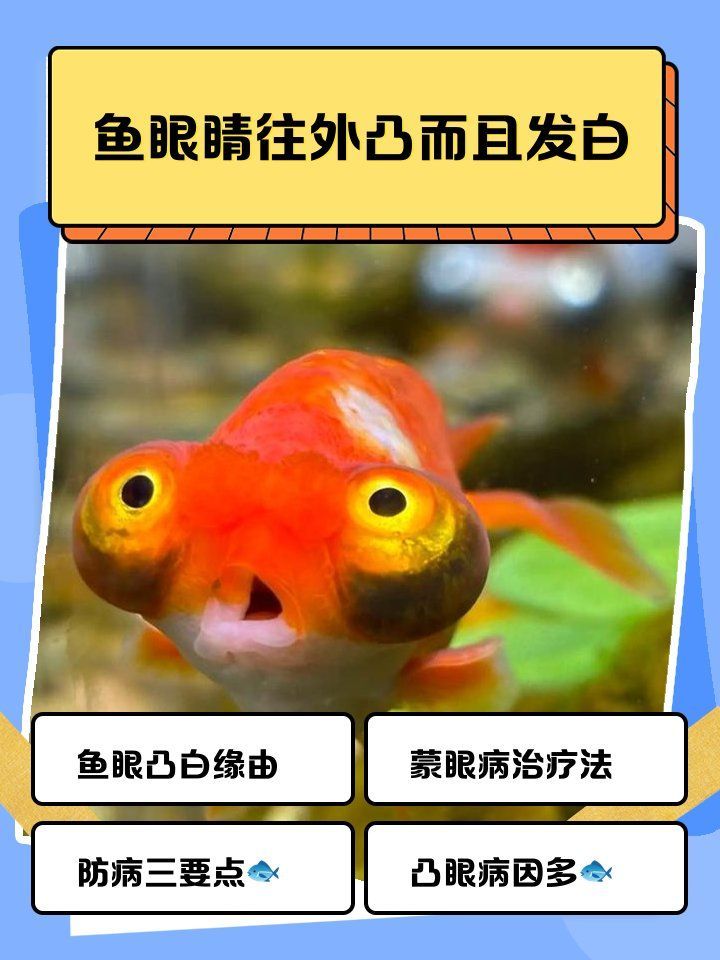 有哪些藥物可以治療魚白眼病，哪種藥物可以治療魚白眼病