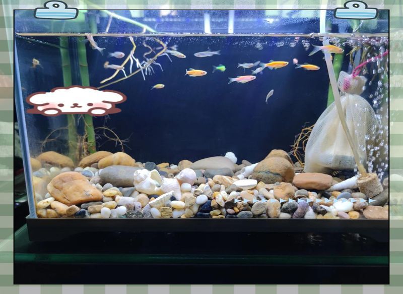 如何預防龍魚爛鰓病和白點病？，如何預防龍魚爛鰓病與白點病的系統性預防指南