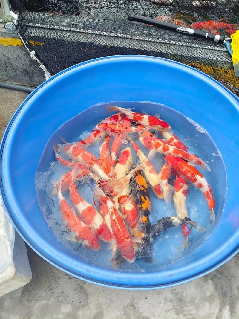 如何獲取最新的觀賞魚批發(fā)價格，如何獲取最新觀賞魚批發(fā)價格