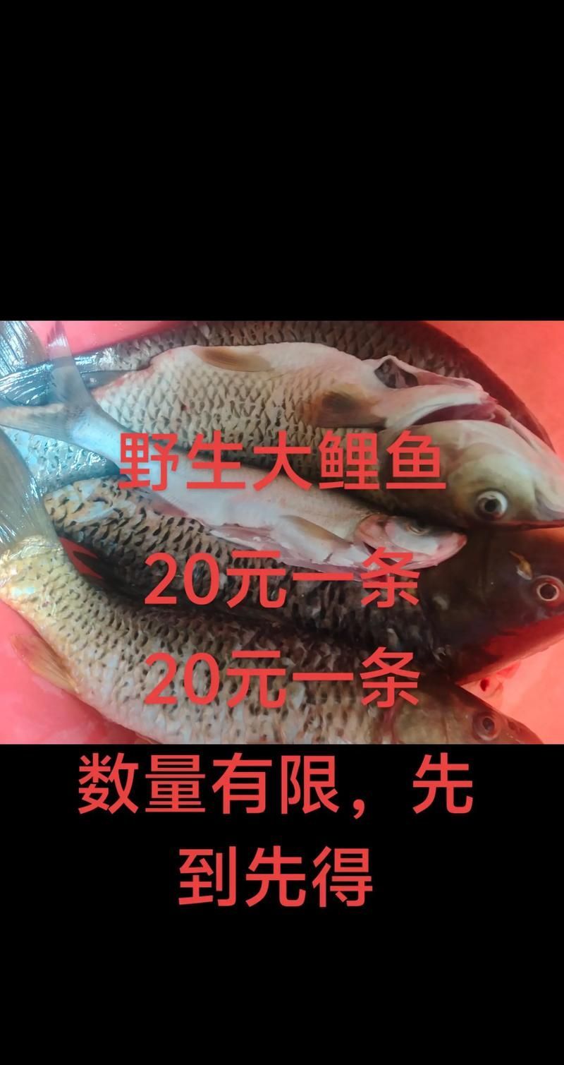 如何獲取最新的觀賞魚批發(fā)價格，如何獲取最新觀賞魚批發(fā)價格