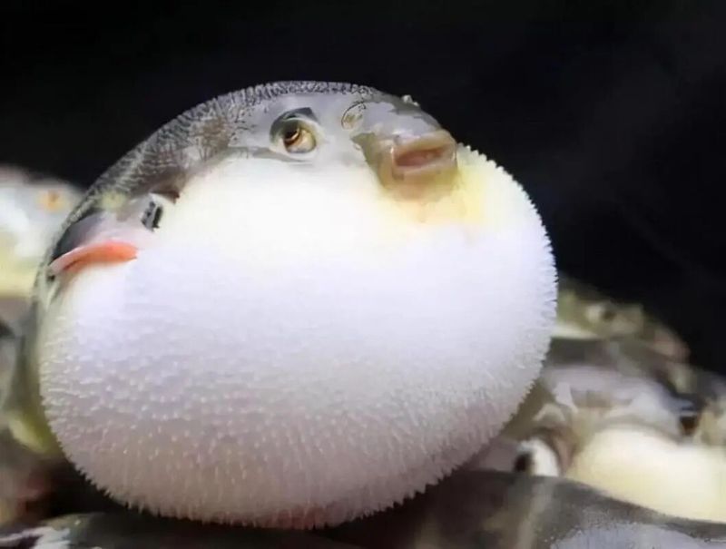誤服龍魚1號藥后如何緊急處理，誤服龍魚1號藥后如何緊急處理思考完成百度健康-去問診