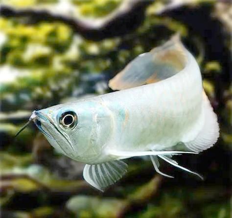 銀龍魚有哪些顏色選擇？，銀龍魚有哪些顏色選擇