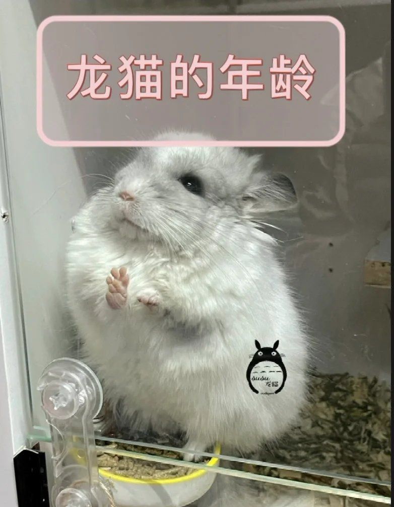 龍貓的成長階段是怎樣的，如何區(qū)分龍貓的成長階段