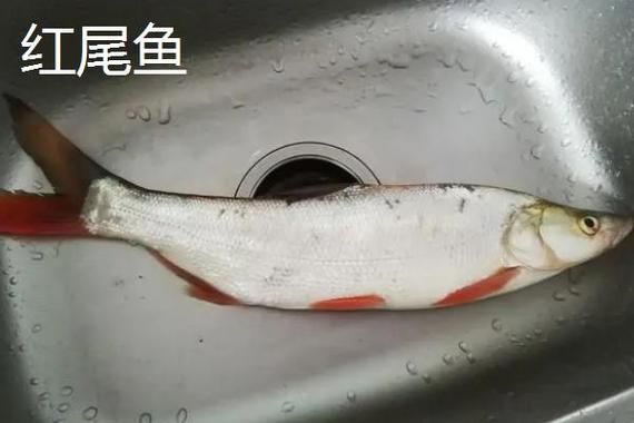 如何預防魚尾鰭充血，如何預防魚尾充血