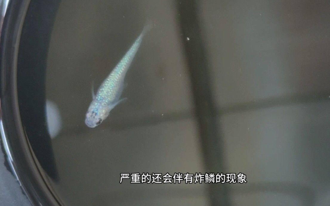 龍魚腹水，龍魚腹水是一種典型的“內傷外顯”疾病