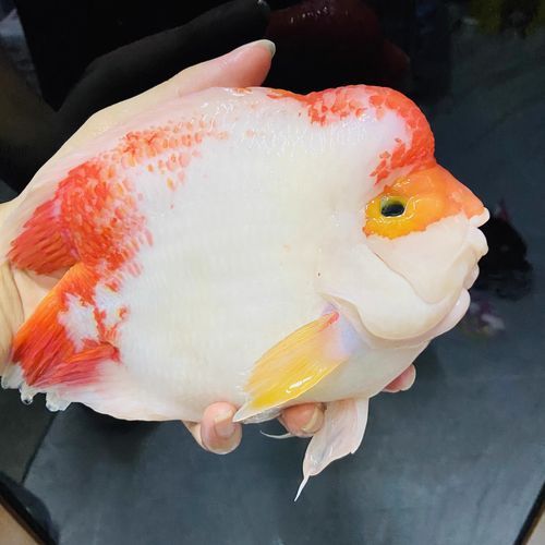 如何辨別財神鸚鵡魚的品相？，如何辨別財神鸚鵡魚的品相，