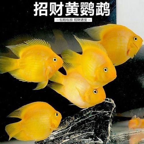 如何辨別財神鸚鵡魚的品相？，如何辨別財神鸚鵡魚的品相，