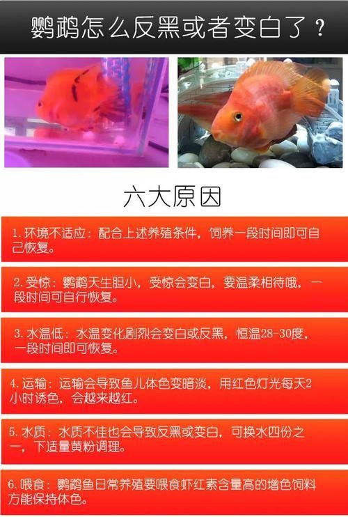 如何辨別財神鸚鵡魚的品相？，如何辨別財神鸚鵡魚的品相，