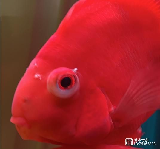 給我一些預(yù)防紅龍魚凸眼病的圖片，如何判斷紅龍魚是否患有凸眼病