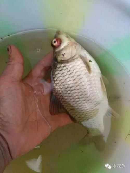 給我一些預(yù)防紅龍魚凸眼病的圖片,如何判斷紅龍魚是否患有凸眼病