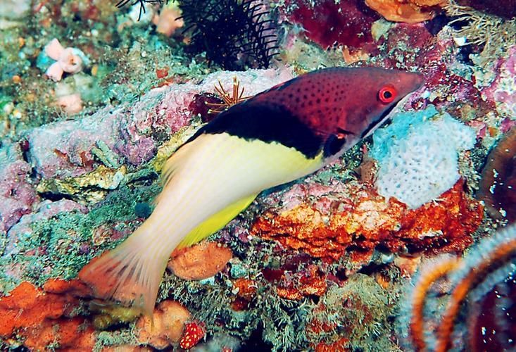 如何安全地食用三元龍魚(yú)？，三元龍魚(yú)是一種珍貴的觀賞魚(yú)基因其獨(dú)特的形態(tài)而受到許多水族愛(ài)好